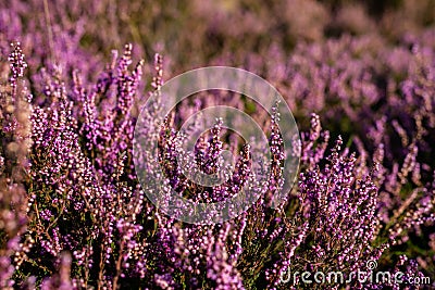 Close up of vibrant purple heather in full bloom on Suffolk heathland which is an Area of Outstanding Natural Beauty Stock Photo