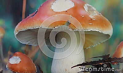 Red-Capped Mushrooms in Forest Setting Stock Photo