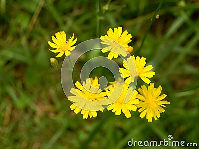 Leontodon autumnalis Stock Photo