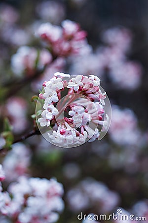 close up of Viburnum farreri blossom in the spring garden Stock Photo