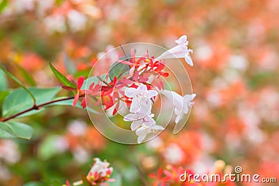 Close up view of Abelia flowers Stock Photo