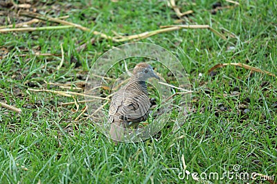 Close-up view of African collared dove Barbary dove Stock Photo