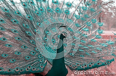 Close up view of The African peacock a large and brightly coloured bird Stock Photo