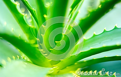 Close-up view of an Aloe Vera leavs Stock Photo