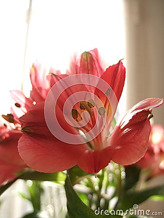 A close up view of Alstroemeria flower against a home background. Cartoon Illustration