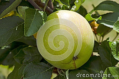 Close-up view of an apple on a tree between leaves Stock Photo