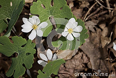 Close up view of attractive white Bloodroot wildflowers in their natural habitat Stock Photo