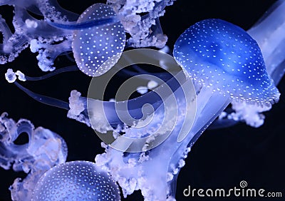 Close-up view of an Australian spotted jellyfish 02 Stock Photo