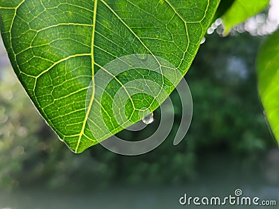 Banyan leaf close-up image with water drop Stock Photo