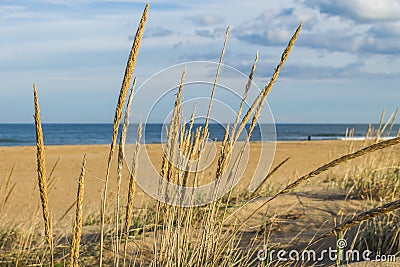 Close-Up View of Beach Grass in Virginia Beach, VA Stock Photo