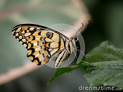 Black and yellow butterfly Stock Photo