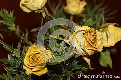 Bouquet of dried yellow roses Stock Photo