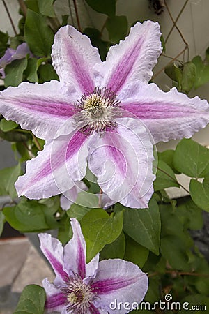 Clematis florida flower Stock Photo