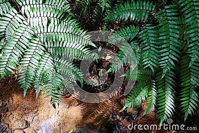 Close-up view of beautiful fern leaves under sunshine in a tropical atmosphere Stock Photo