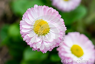 Close up view of beautiful fragile pink daisy flowers with young green leaves on daylight. Simple Stock Photo