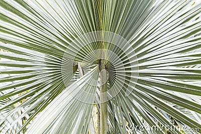 Close up view of beautiful green gray palm leaf Stock Photo