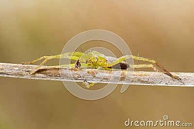 Green huntsman spider (Micrommata virescens) Stock Photo