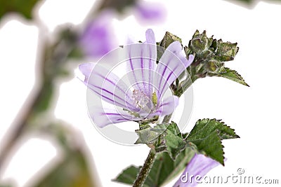 lavatera cretica flower Stock Photo