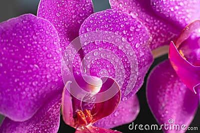 Close up view of beautiful orchid flowers in bright magenta color. Phalaenopsis orchid cultivation at home.Blooming Phalaenopsis Stock Photo