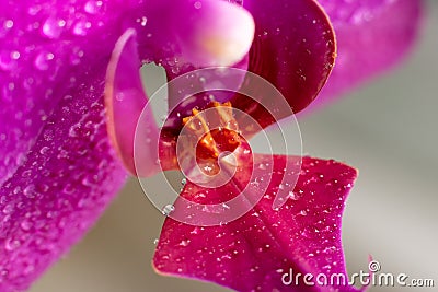 Close up view of beautiful orchid flowers lip labellum in bright magenta color Stock Photo