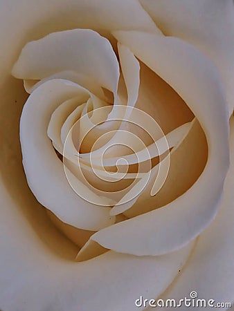 Close up view of a beautiful pastel beige rose. Macro image. Fresh beautiful flower as expression of love. Stock Photo