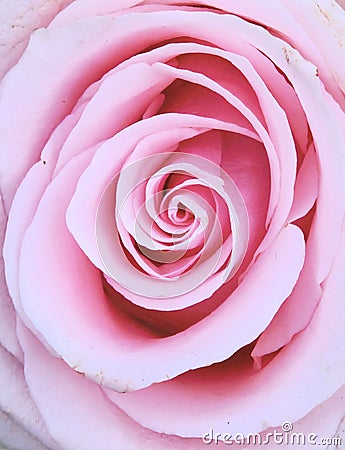 Close up view of a beautiful pastel pink rose. Macro image. Fresh beautiful flower as expression of love. Stock Photo