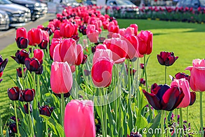 Close-up view of beautiful pink and dark red tulips on green grass at Nyon city flowerbed along road at bright spring summer day. Stock Photo