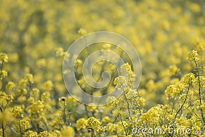 rapaseed (Brassica napus) flower Stock Photo