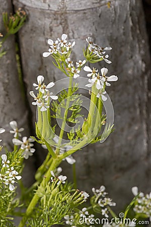 Scandix pecten-veneris flower Stock Photo