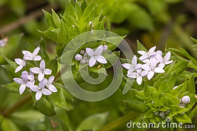 sherardia arvensis flower Stock Photo