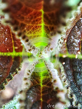 Close up view of beautiful symmetrical unique leaves at the garden Stock Photo