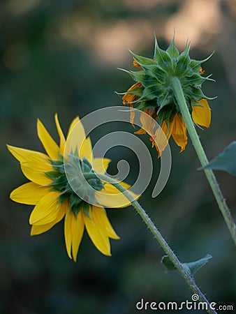 Close up view behind yellow sunflower Stock Photo