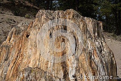 Close up view of the Big Stump in Florissant Fossil Beds National Monument Stock Photo