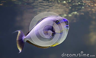 Close-up view of a bignose unicornfish Stock Photo