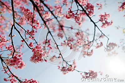 Close up view of blossoming branches of a cherry tree with lovely Sakura flowers blooming under bright sunshine against blue sunny Stock Photo