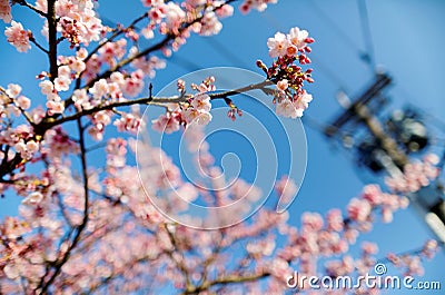 Close up view of blossoming branches of a cherry tree with lovely Sakura flowers Stock Photo
