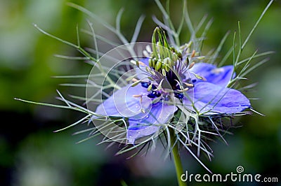 A close up view of a blue Nigella damascena, also known as a love in a mist flower. Stock Photo