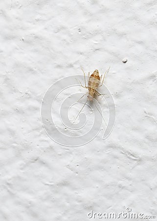 Close up view of Book Lice (lat. Psocoptera) smaller than 1 mm on the wall of the house Stock Photo