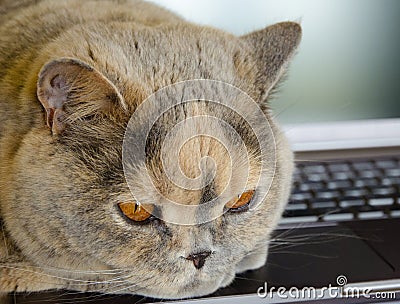 Close-up view of a British cat lying and resting on a laptop Stock Photo