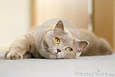 A close-up view of a British cat with yellow eyes lying on a blu Stock Photo