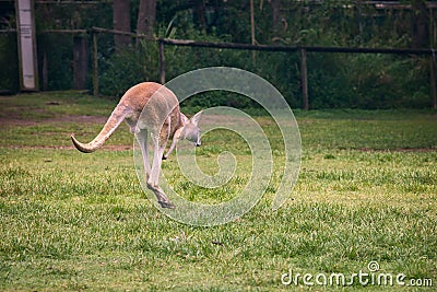 Close up view of brown kangaroo jumping among green fields Stock Photo