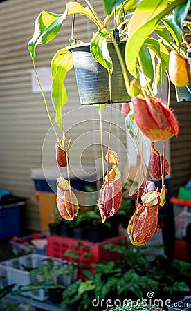 Close up view of bunch of Nepenthes Pitcher plant in the garden. Nepenthes tree Insect eating tree That grows Stock Photo