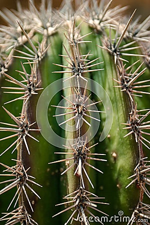 Close up view on the cactus prickles. Stock Photo