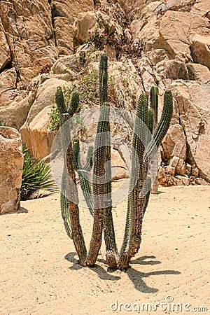 Close up view on the cactus prickles. Stock Photo