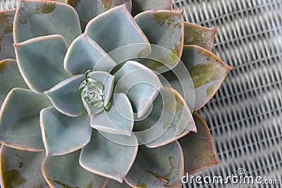 Close up view cactus on a table Stock Photo