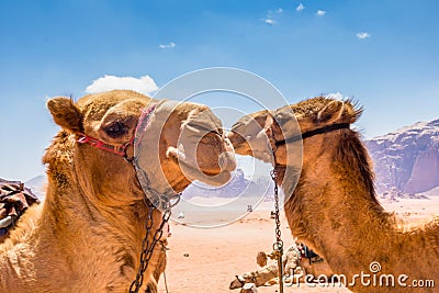 Close up view of Camels, aka the ship of the desert Stock Photo