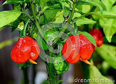 Close-up view of Carolina Reapers growing on a sunny day Stock Photo