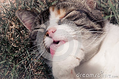 Cat licking its paw. Stock Photo