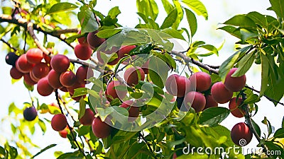 A close-up view of cherrie plums on a tree branch, highlighted by sunlight filtering through the leaves suitable for educational Stock Photo
