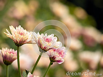 Close-Up View of Colorful Chrysanthemum Flowers in Farm Garden Stock Photo